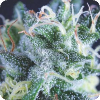 U S A R A N G E Gelato Auto Flowering Cannabis Seeds